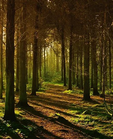 The Ghost Of Ong’s Hat by Nigel Roth